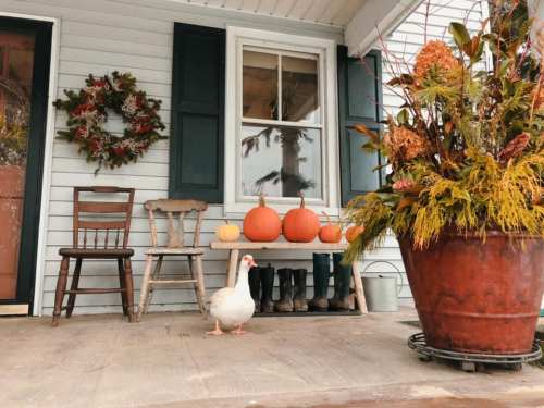 A cozy porch with pumpkins, a flower pot, chairs, and a goose standing on the wooden floor.