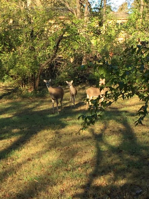 Three deer stand in a grassy area surrounded by trees and foliage, with sunlight filtering through the leaves.