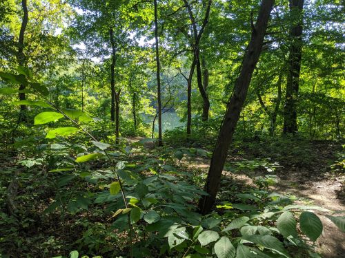 A serene forest scene with lush green foliage and a glimpse of a calm body of water in the background.