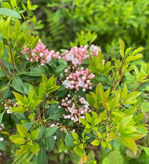 A cluster of pink and white flowers surrounded by vibrant green leaves in a natural setting.