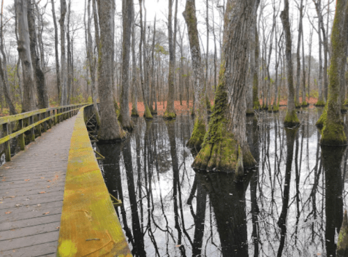 A wooden walkway leads through a serene, mossy forest with tall trees reflected in calm water.