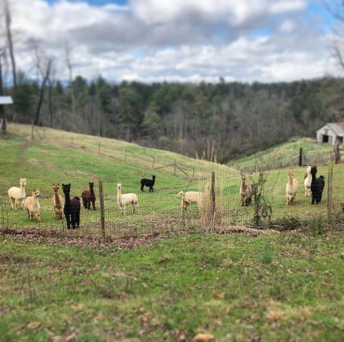 A group of llamas and alpacas standing in a grassy field near a fence, with trees and a cloudy sky in the background.