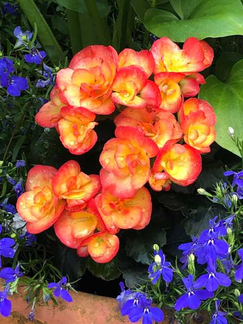 A cluster of vibrant orange and yellow begonias surrounded by blue flowers in a garden setting.