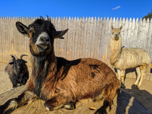 A goat lounges on a wooden surface, with two llamas standing nearby against a wooden fence and blue sky.