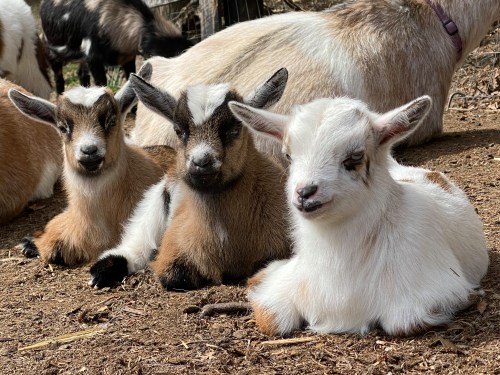 Three young goats resting on the ground, with two brown and one white goat, surrounded by a natural setting.