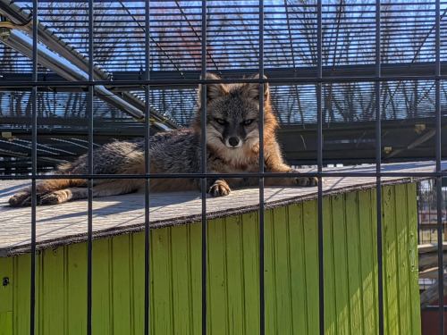 A fox lounging on a platform inside a cage, with a clear blue sky in the background.