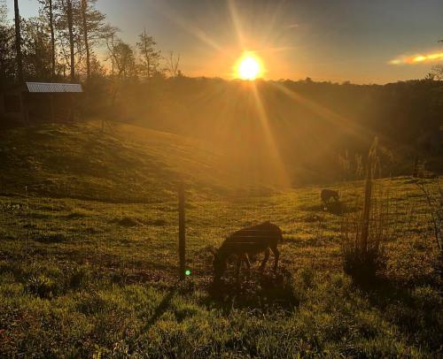 A serene sunset over a grassy field with two grazing animals silhouetted against the glowing sky.
