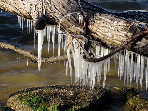 Icicles hang from a tree branch over a rocky shoreline, with water visible in the background.