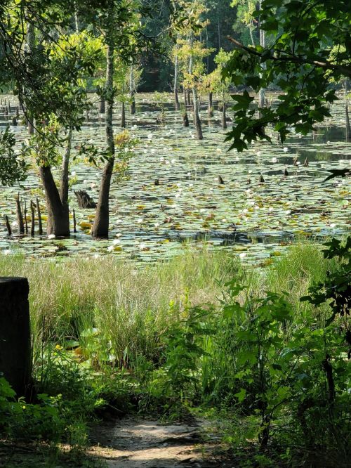 A serene wetland scene with lily pads, trees, and lush greenery under bright sunlight.