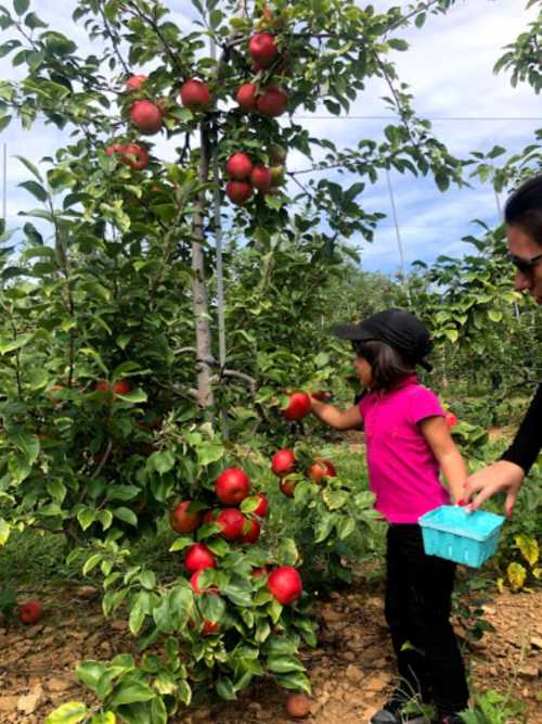 A child and an adult picking red apples from a tree in an orchard on a sunny day.