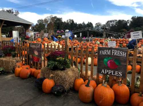 A vibrant pumpkin patch with various pumpkins, hay bales, and signs for apples and fall festivities.