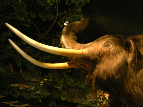 A close-up of a mammoth model with large tusks, set against a dark background with greenery.