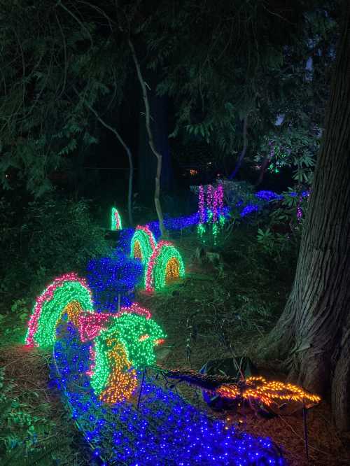 A colorful display of lights winding through trees, creating a vibrant, illuminated path in a dark forest.