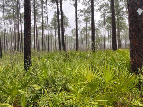 Lush green undergrowth with palm-like plants in a dense pine forest, tall trees rising in the background.