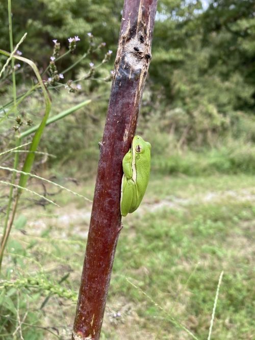 A green frog clings to a brown stick in a natural outdoor setting, surrounded by greenery.