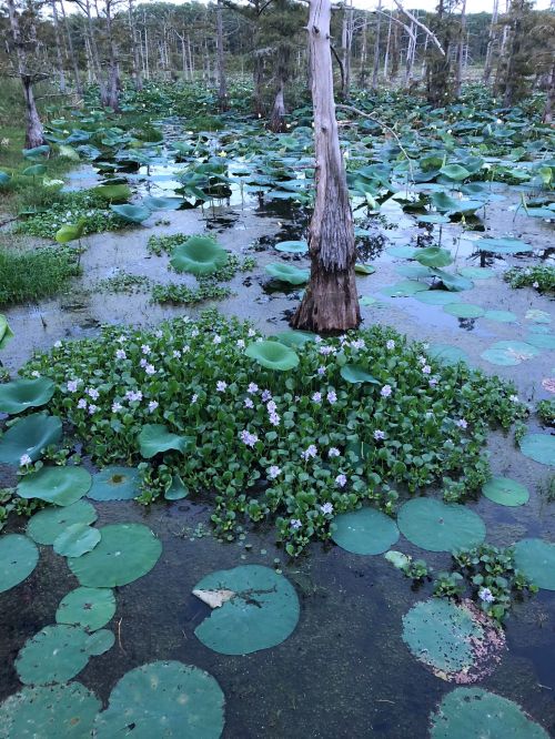 A serene wetland scene with lily pads, water hyacinths, and a lone tree trunk rising from the water.