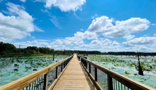 A wooden boardwalk stretches over a serene lake filled with lily pads, under a bright blue sky with fluffy clouds.