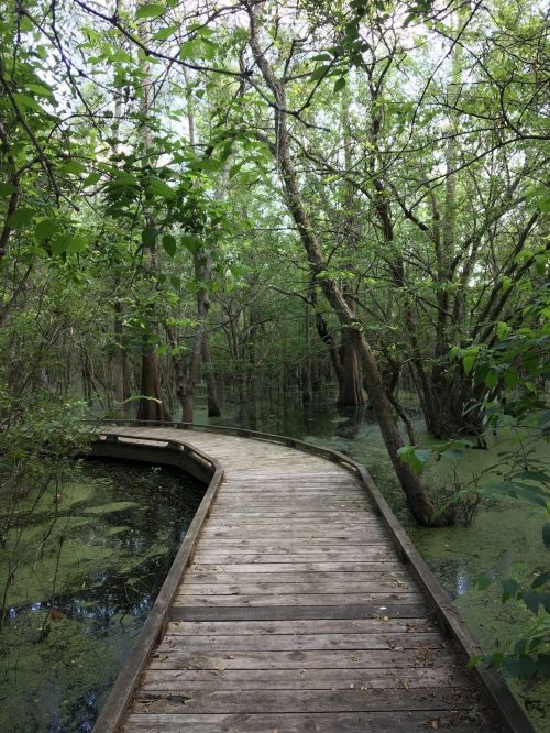 A wooden boardwalk winds through a lush, green swamp surrounded by trees and still water.
