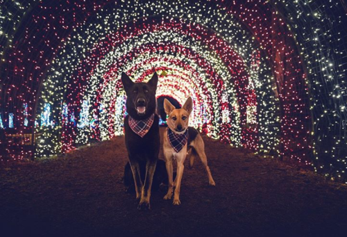 Two dogs wearing plaid bandanas stand together under a colorful, illuminated archway of lights.
