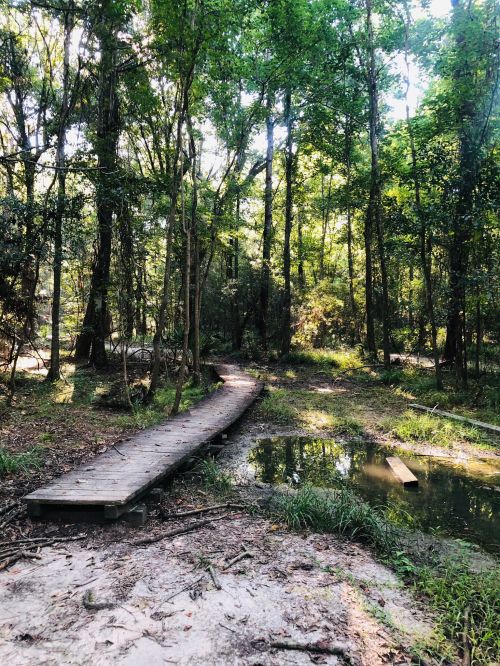 A wooden path winds through a lush green forest, with a small pond visible beside it. Sunlight filters through the trees.