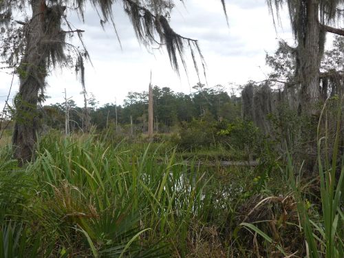 Lush green vegetation surrounds a calm waterway, with trees draped in Spanish moss under a cloudy sky.