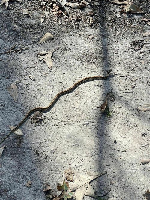A slender snake slithering across a dirt path, surrounded by dry leaves and shadows.