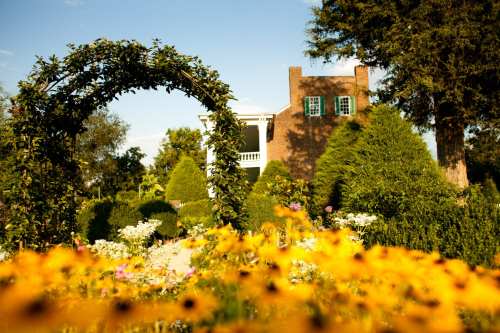 A vibrant garden with yellow flowers, a green archway, and a brick house in the background under a clear blue sky.
