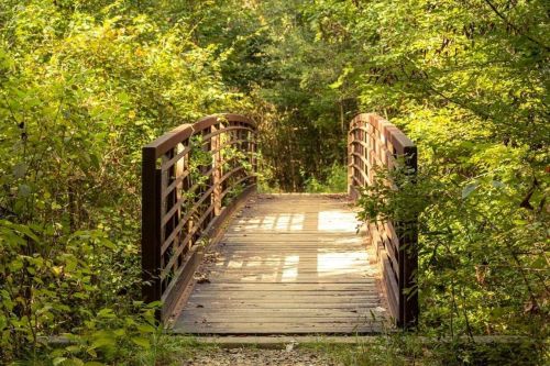 A wooden bridge surrounded by lush green foliage in a serene forest setting.