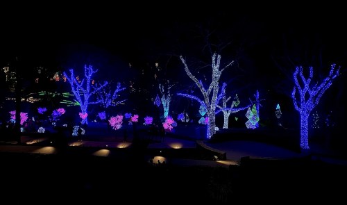 A nighttime scene featuring trees and shrubs illuminated with vibrant blue and purple holiday lights.