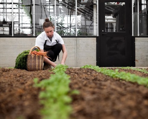 A woman kneels in a greenhouse, harvesting carrots and placing them in a basket among rows of green plants.