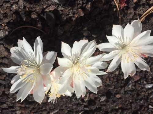 Three delicate white flowers with yellow centers, resting on a textured dark surface.