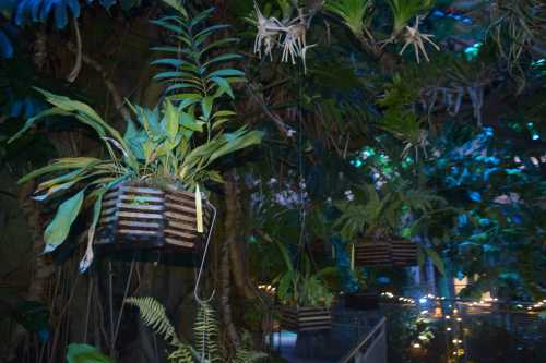 Lush greenery with hanging plants in wooden baskets, illuminated by soft, colorful lights in a tropical setting.