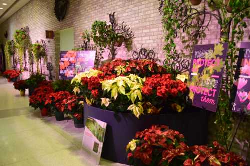 A vibrant display of red and white poinsettias in a decorated indoor space with greenery and informational posters.