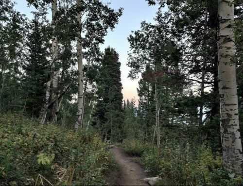 A winding dirt path through a lush forest of tall trees and greenery under a soft, pastel sky.