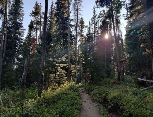 A sunlit forest path surrounded by tall trees and lush greenery, creating a serene natural atmosphere.