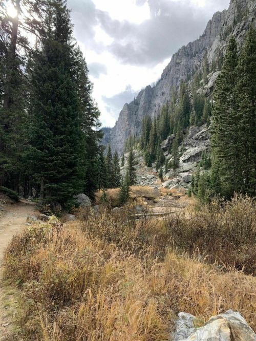 A scenic mountain landscape with tall trees, rocky cliffs, and a winding path through golden grass.