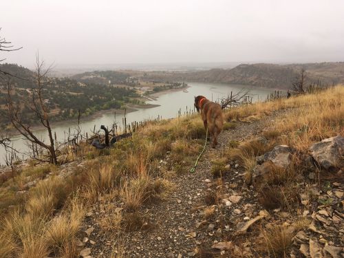 A dog walks along a rocky trail overlooking a river and a landscape of hills and sparse vegetation on a cloudy day.