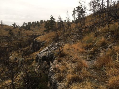 A rocky landscape with sparse vegetation and charred trees, under a cloudy sky.