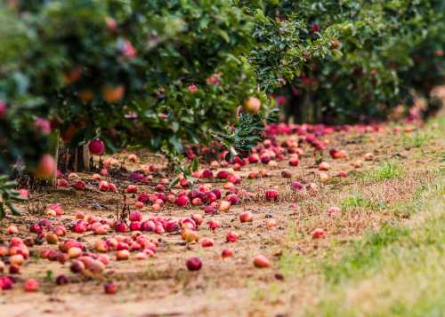 A fruit orchard with fallen apples scattered on the ground beneath the trees.