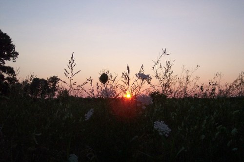 Sunset over a field, with silhouettes of tall grasses and wildflowers against a colorful sky.