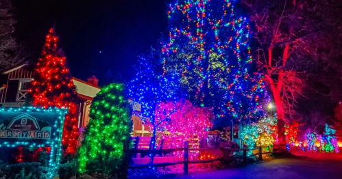 Colorful holiday lights illuminate trees and shrubs in a festive outdoor setting at night.