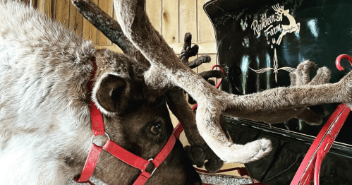 A close-up of a reindeer with large antlers next to a vintage black sleigh in a wooden setting.