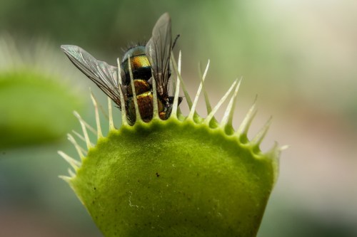A close-up of a fly caught on the spiky trap of a Venus flytrap plant.