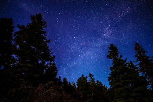 Starry night sky over a silhouette of tall trees, with a vibrant display of stars and the Milky Way visible.