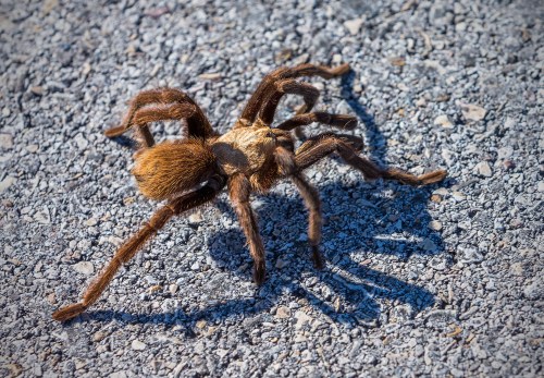 A large tarantula with brown fur walking on a gravel surface, casting a shadow.