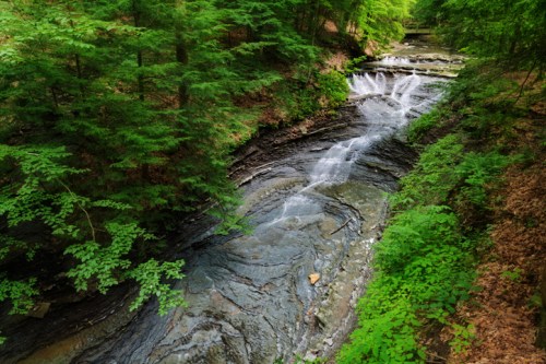 A serene forest scene featuring a flowing stream surrounded by lush green trees and rocky terrain.