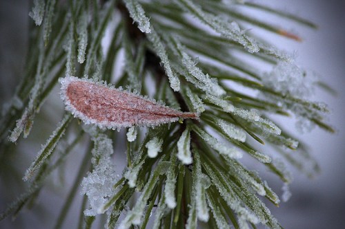 Frost-covered pine needles with a single brown leaf, creating a serene winter scene.