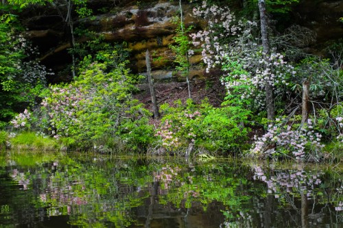 Lush greenery and blooming flowers reflect in calm water beside a rocky cliff.