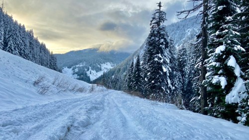 Snow-covered road winding through a forest of tall evergreen trees under a cloudy sky.