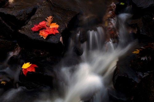 A serene stream flows over dark rocks, with vibrant red and yellow autumn leaves scattered nearby.